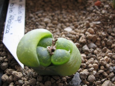 Lithops2.jpg