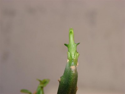 DSC03111a.JPG