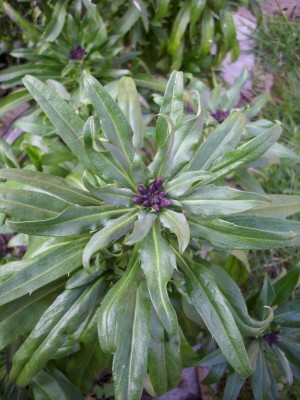 Frühling garten (62).JPG