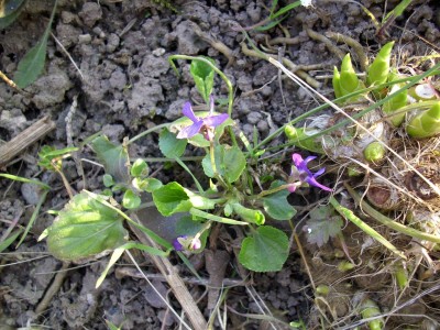 Frühling garten (41).JPG