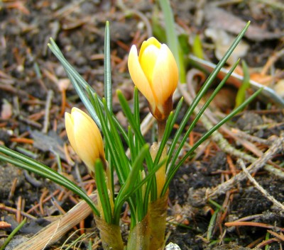 krokus2.jpg
