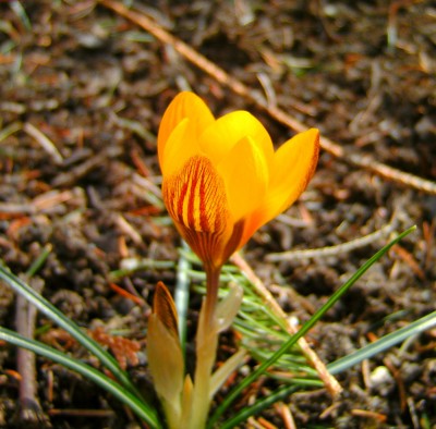 krokus.jpg