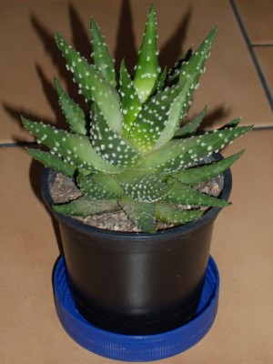 Haworthia pumila.JPG