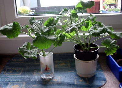 Pelargonien.jpg