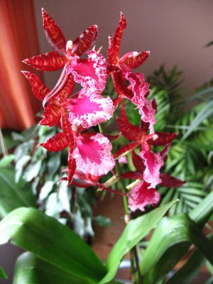 Oncidium_01.jpg