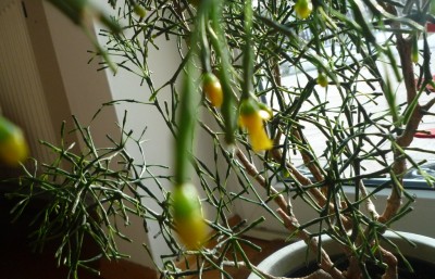 Hatiora salicornioides.JPG