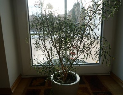 meine älteste Pflanze.JPG