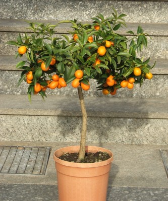 Kumquat2.jpg