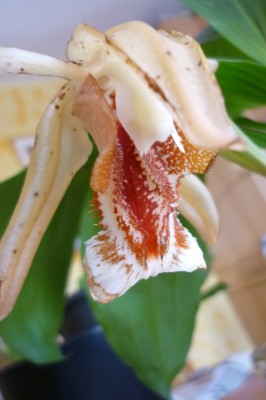 Blumen März 2010 012.jpg