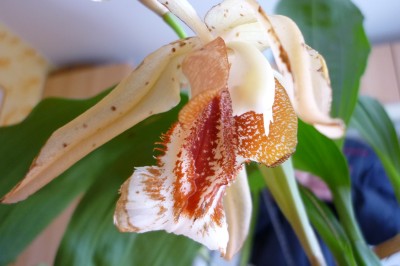 Blumen März 2010 014.jpg