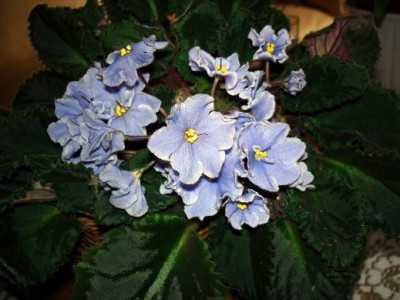 DSC04143.JPG