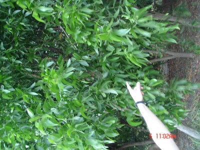 DSC01385.JPG