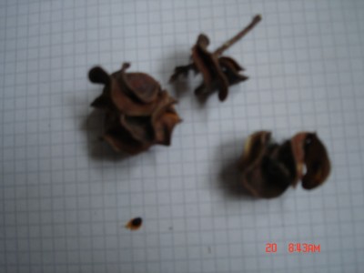 DSC01454.JPG