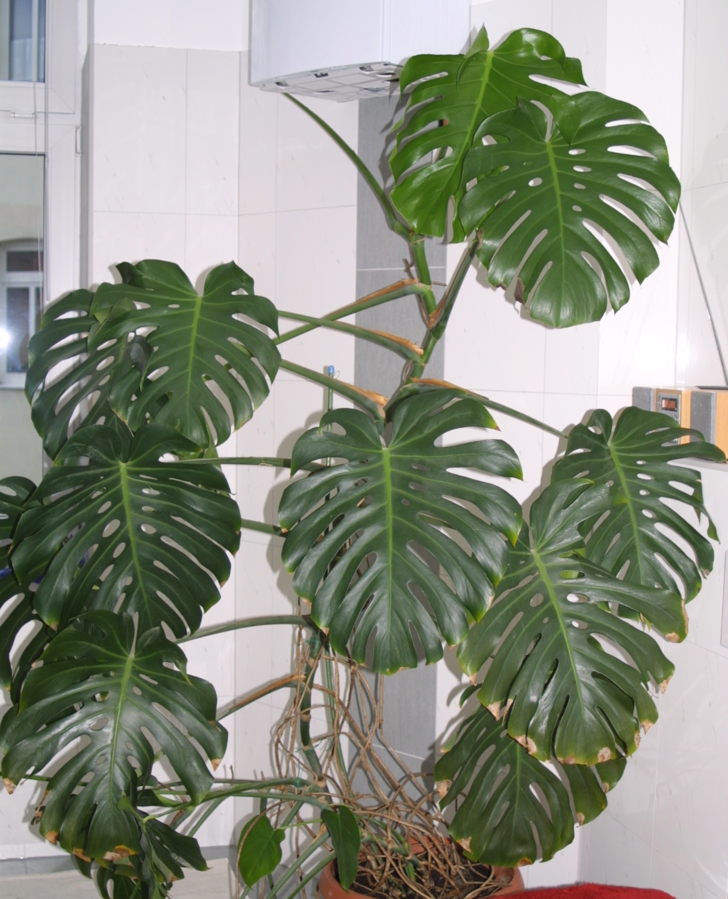 Wie weiter mit Monstera? · Pflegen & Schneiden & Veredeln · GREEN24 Pflanzen  & Garten Forum