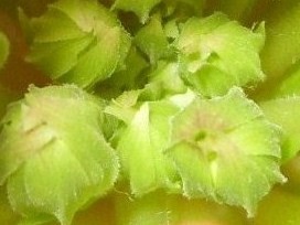 DSCI0008 (2) - Kopie.JPG