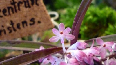 Orchideenschau Mannheim 2010 116.jpg
