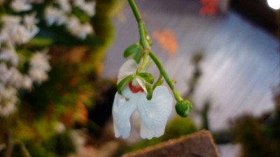 Orchideenschau Mannheim 2010 113.jpg