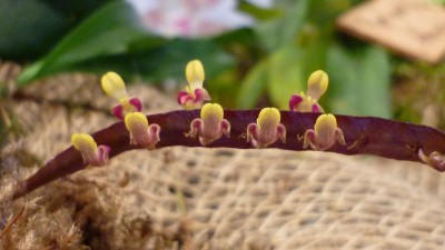 Orchideenschau Mannheim 2010 111.jpg