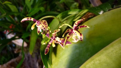 Orchideenschau Mannheim 2010 108.jpg