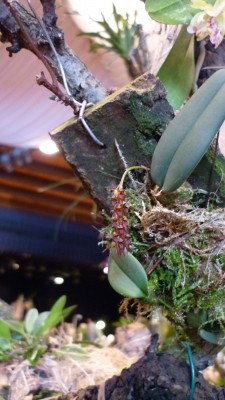 Orchideenschau Mannheim 2010 102.jpg