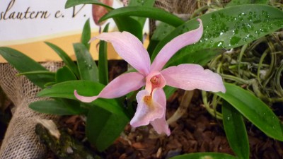 Orchideenschau Mannheim 2010 100.jpg