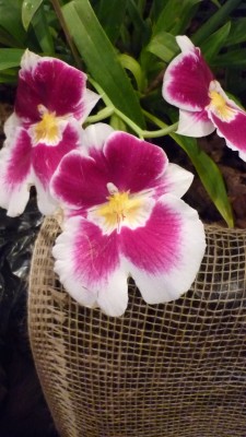 Orchideenschau Mannheim 2010 097.jpg