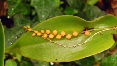 Orchideenschau Mannheim 2010 092.jpg