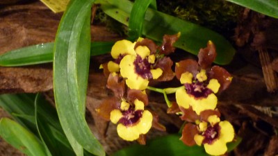 Orchideenschau Mannheim 2010 089.jpg