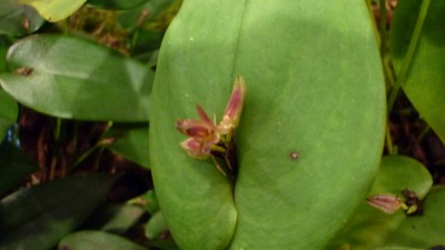 Orchideenschau Mannheim 2010 088.jpg