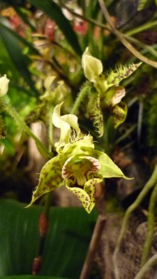 Orchideenschau Mannheim 2010 142.jpg