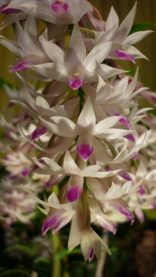 Orchideenschau Mannheim 2010 140.jpg