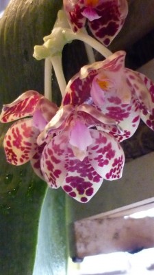 Orchideenschau Mannheim 2010 136.jpg