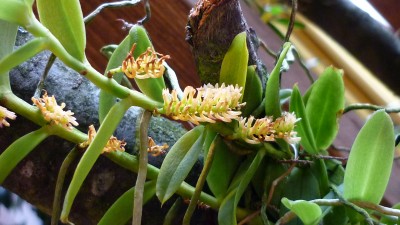 Orchideenschau Mannheim 2010 134.jpg