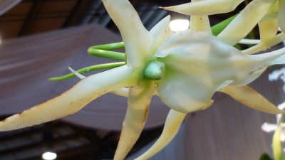 Orchideenschau Mannheim 2010 132.jpg