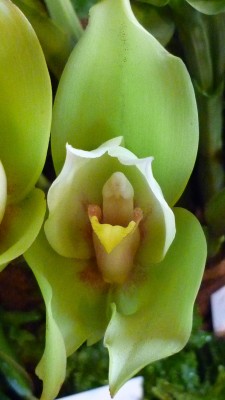 Orchideenschau Mannheim 2010 128.jpg