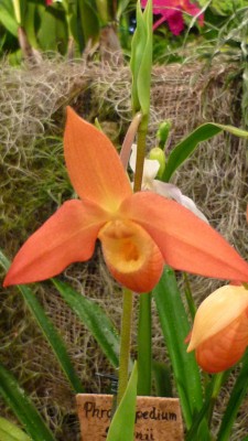 Orchideenschau Mannheim 2010 122.jpg