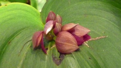 Orchideenschau Mannheim 2010 123.jpg