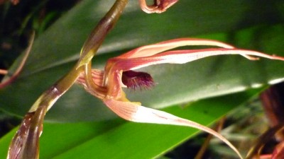 Orchideenschau Mannheim 2010 155.jpg