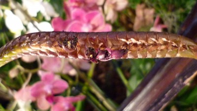 Orchideenschau Mannheim 2010 153.jpg