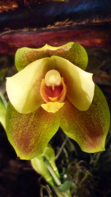 Orchideenschau Mannheim 2010 152.jpg