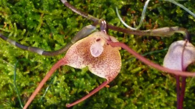 Orchideenschau Mannheim 2010 151.jpg