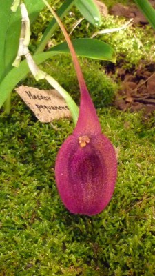 Orchideenschau Mannheim 2010 150.jpg