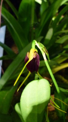 Orchideenschau Mannheim 2010 149.jpg