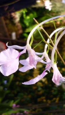 Orchideenschau Mannheim 2010 148.jpg