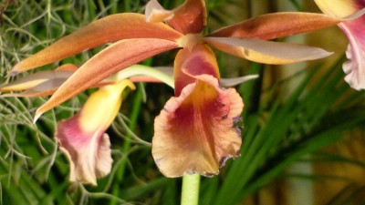 Orchideenschau Mannheim 2010 144.jpg
