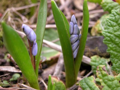scilla_bifolia.JPG