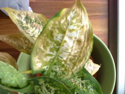 Meine Dieffenbachia hat faule Blätter =( · Pflanzenkrankheiten & Schädlinge  · GREEN24 Pflanzen & Garten Forum