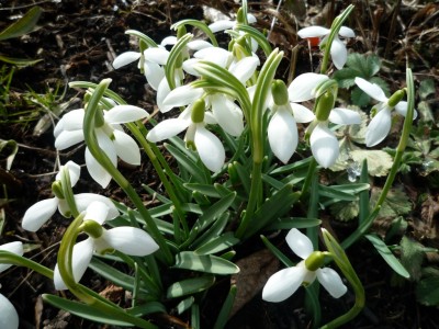 Schneeglöckchen.JPG