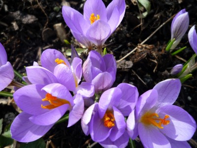 Krokusse.JPG