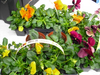 wer hat sich denn da  ....JPG